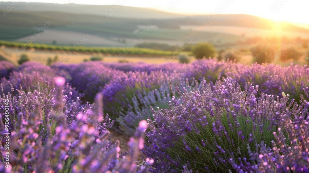 Obraz premium Lavender Field at Sunset with a Blurred Mountain Landscape in the Background