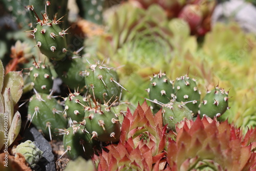 kaktus Opuntia fragilis var denudata Hall kwiat żółty photo