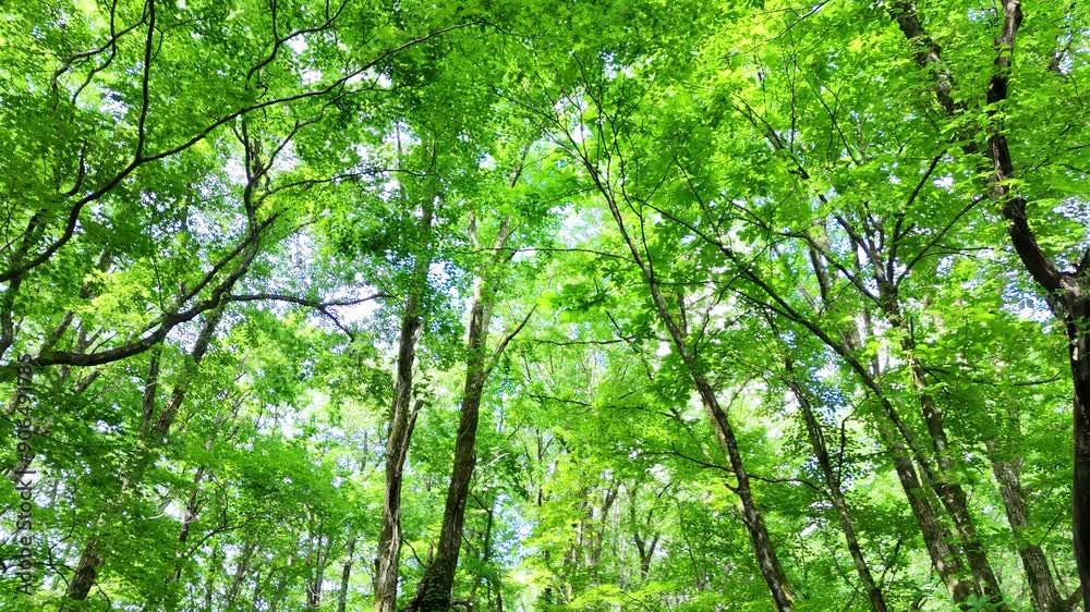 さわやかな森林 木漏れ日 太陽の光 鮮やかな緑 さわやかな森林 木漏れ日 太陽の光 鮮やかな緑