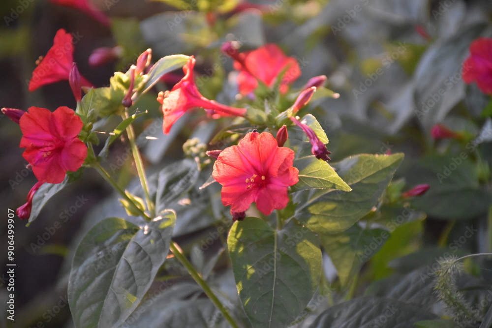 Evening Radiance: Mirabilis Flowers in Full Bloom
Evening Radiance: Mirabilis Flowers in Full Bloom