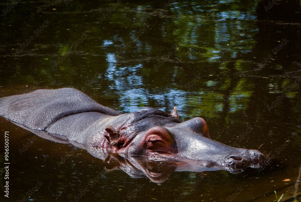 A hippopotamus submerged in water, with only its eyes, ears, and nostrils visible above the surface. The animal's skin glistens with moisture. A hippopotamus submerged in water, with only its eyes, ears, and nostrils visible above the surface. The animal's skin glistens with moisture.