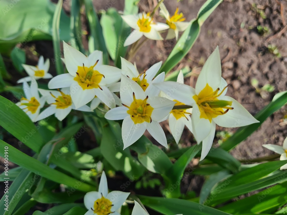 Obraz premium Vibrant Bloom: Turkestan Tulips in Full Glory