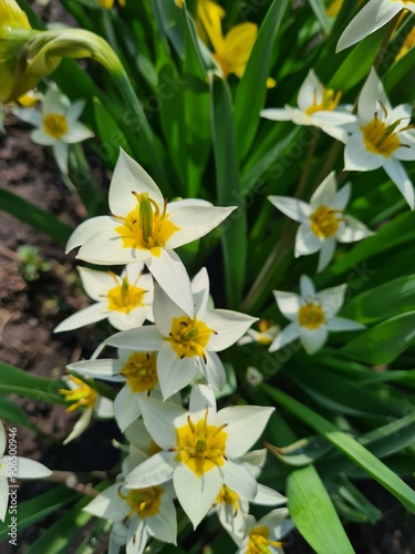 Vibrant Bloom: Turkestan Tulips in Full Glory