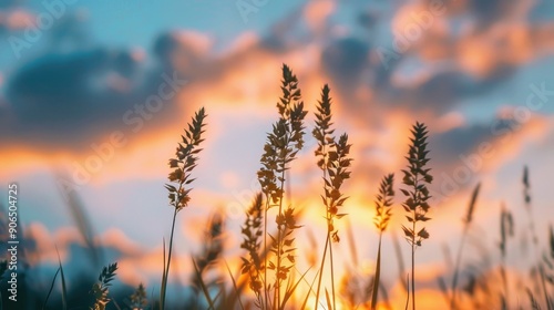 Wild oat plant at sunset with cloudy sky