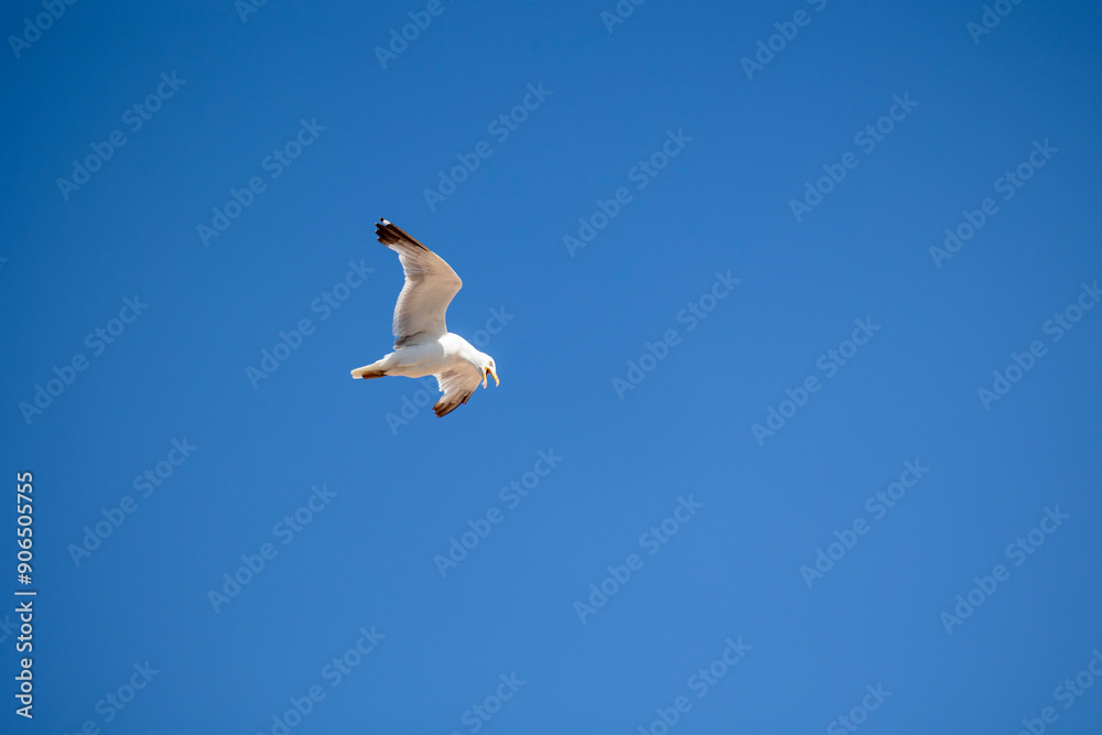 Obraz premium A seagull is gracefully soaring in a clear blue sky with a few scattered clouds on a sunny day, capturing the essence of freedom, peace, and nature in this serene view.