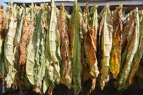 close up A neat row of tobacco leaves being dried in direct sunlight isolated nature background texture