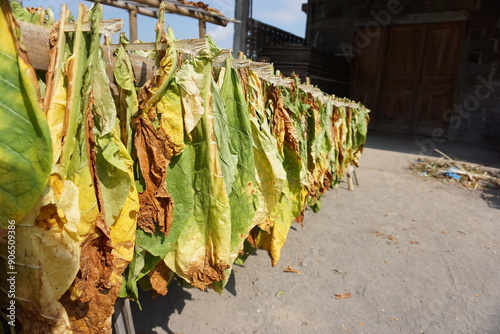 natural green and brown tobacco leaves are being dried directly in the sun in front of the house yard for making cigarettes