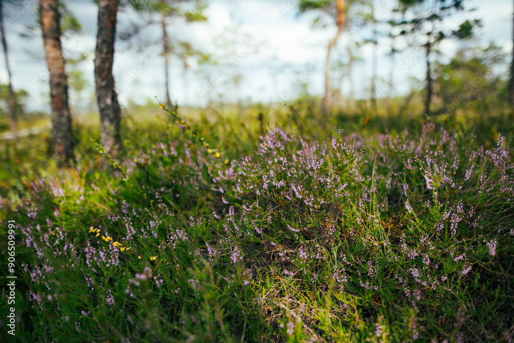 Fototapeta premium Heather flowering in Seli Bog, dotted with pine trees, hollows and pools, in Jarva county, Estonia. Unique wetland ecosystem supports diverse wildlife and is a home to unique plants and animals