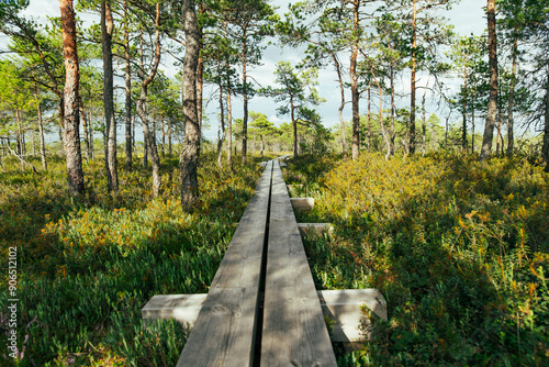 Seli Bog, dotted with pine trees, hollows and pools, located in Jarva county, Estonia. Unique wetland ecosystem supports diverse wildlife and is a home to unique plants and animals photo