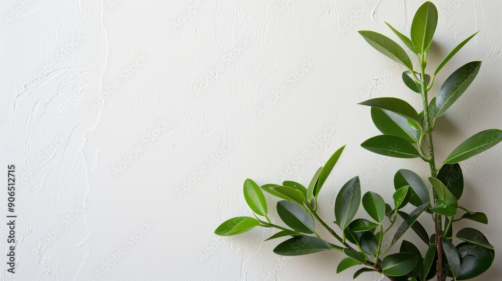 Fototapeta premium Close-Up of Leafy Green Plant Against White Wall