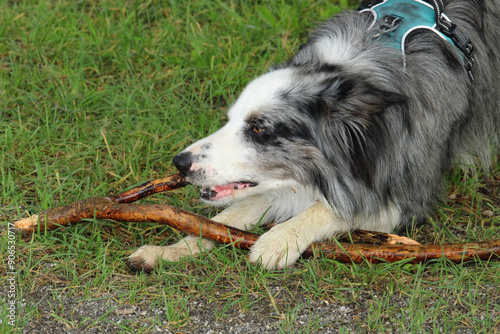 Border Collie  on grass photo