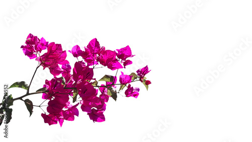 bougainvillea pink flowres isolated in png file with leaves and pink petals photo