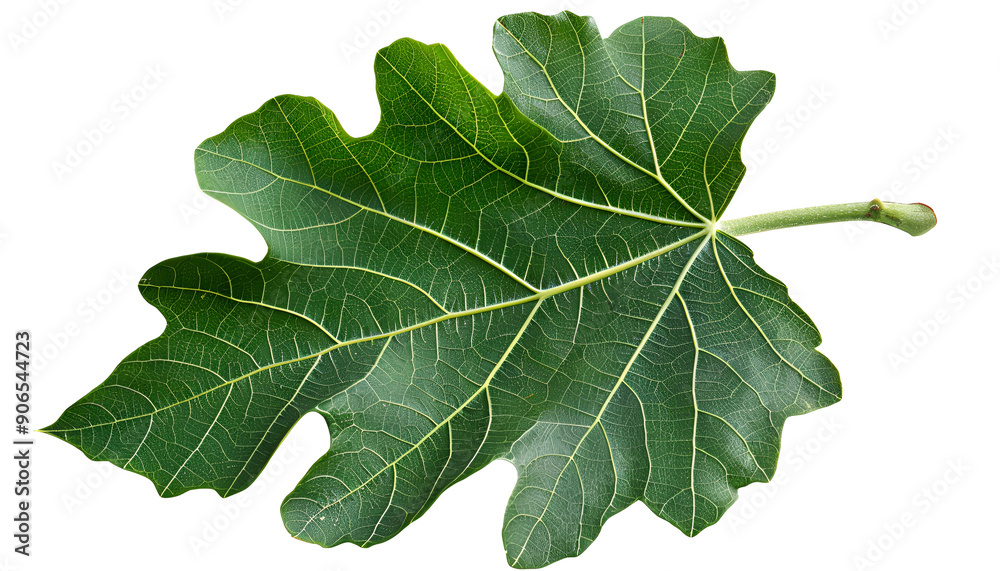 One green leaf of fig tree isolated on white One green leaf of fig tree isolated on white