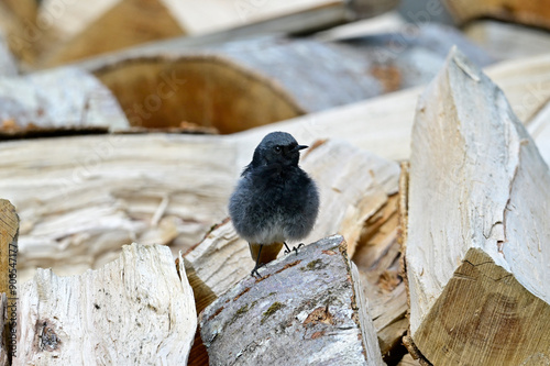 Hausrotschwanz-Männchen sitzt auf einem Brennholz-Haufen // Black redstart - male (Phoenicurus ochruros)  photo