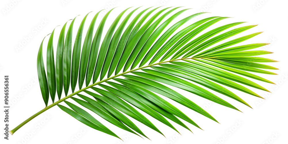 Obraz premium Tropical green palm leaf on transparent background