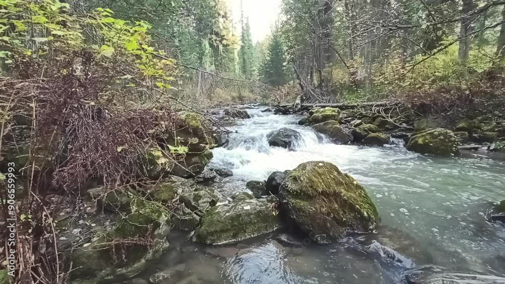 Small waterfalls in the bed of a mountain stream cascade through the morning autumn forest. Theveneck River (Third River), Altai, Siberia, Russia. Small waterfalls in the bed of a mountain stream cascade through the morning autumn forest. Theveneck River (Third River), Altai, Siberia, Russia.