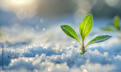 The appearance of a young green sprout from the snow covered ground signifies the end of winter, Generative AI 