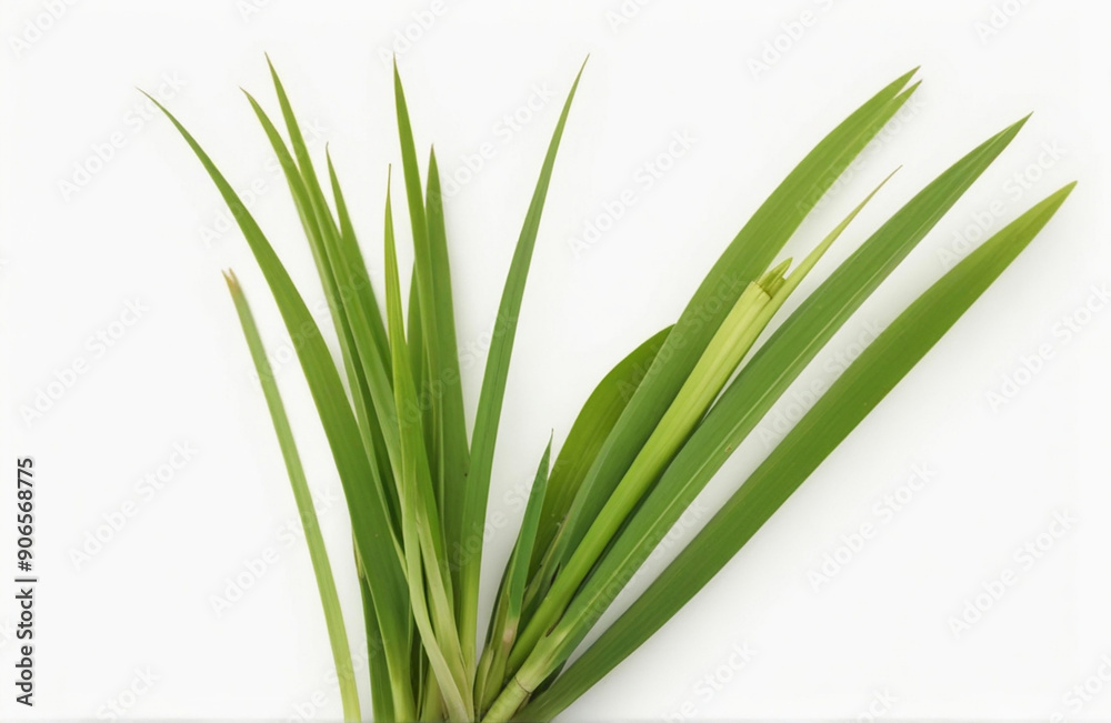 Lemon grass, cut out on white background Lemon grass, cut out on white background