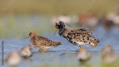 Wallpaper Mural  The ruff - pair at wetland on a mating season in spring Torontodigital.ca