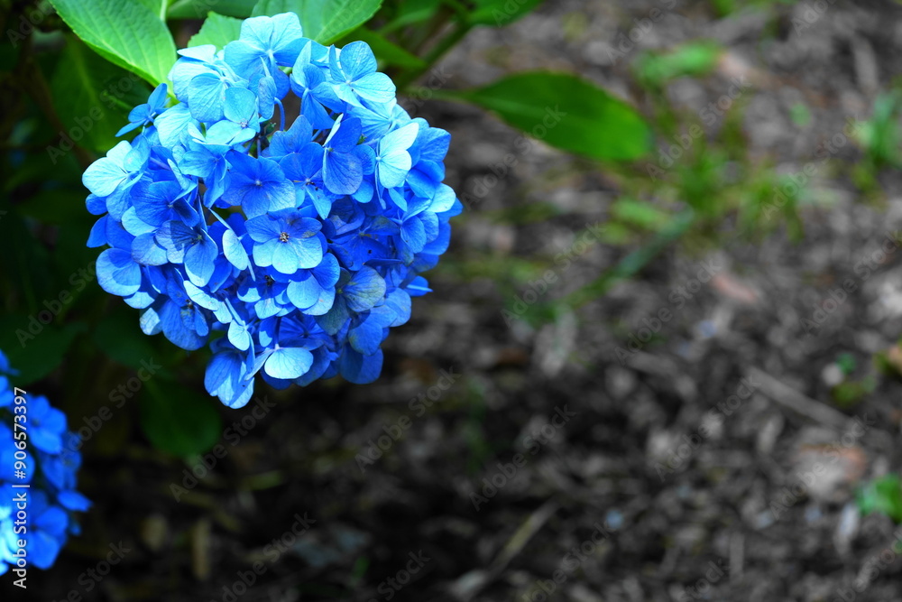 青い紫陽花