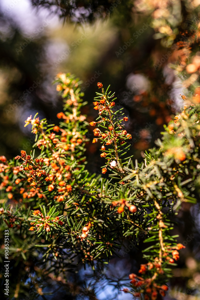 Erica canariensis pertenece a la familia de Ericaceae. Erica canariensis pertenece a la familia de Ericaceae.