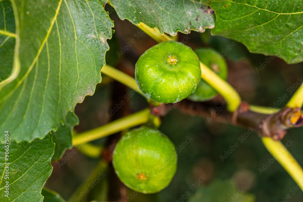 Obraz premium Ficus carica pertenece a la familia de Moraceae.