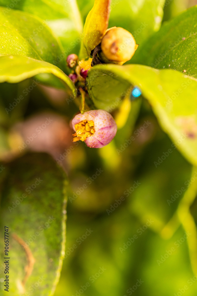 Citrus × aurantifolia pertenece a la familia de Rutaceae. Citrus × aurantifolia pertenece a la familia de Rutaceae.