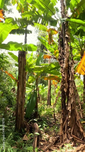 Walking along hiking trails in green tropical rainforest jungle 4K vertical orientation point of view wilderness natural beauty concept footage, Thailand.