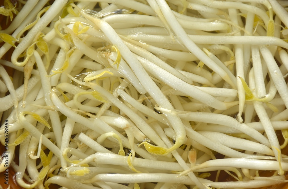 fresh bean sprout raw food floating in water for cleaning prepare to cook in bowl fresh bean sprout raw food floating in water for cleaning prepare to cook in bowl