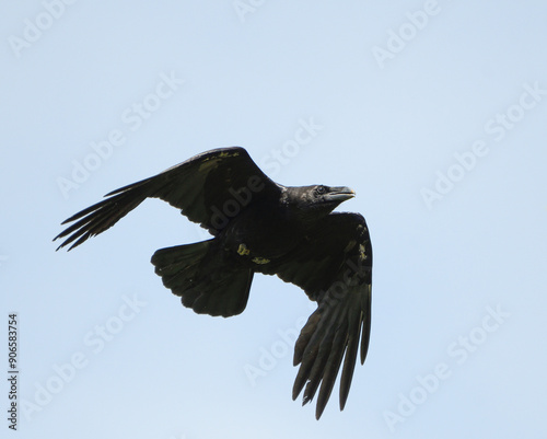 Close-up of a crow in flight