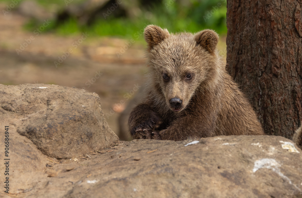 Fototapeta premium Eurasian brown bear - Ursus arctos arctos