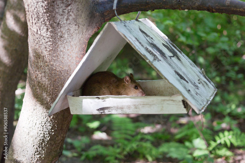 A rat climbed in the house-feeder for squirrels and birds