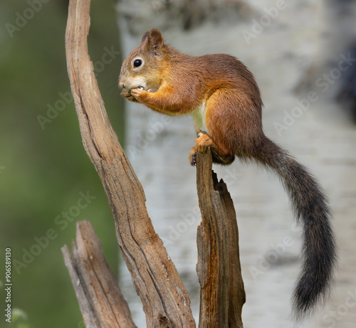 Red squirrel - Sciurus vulgaris