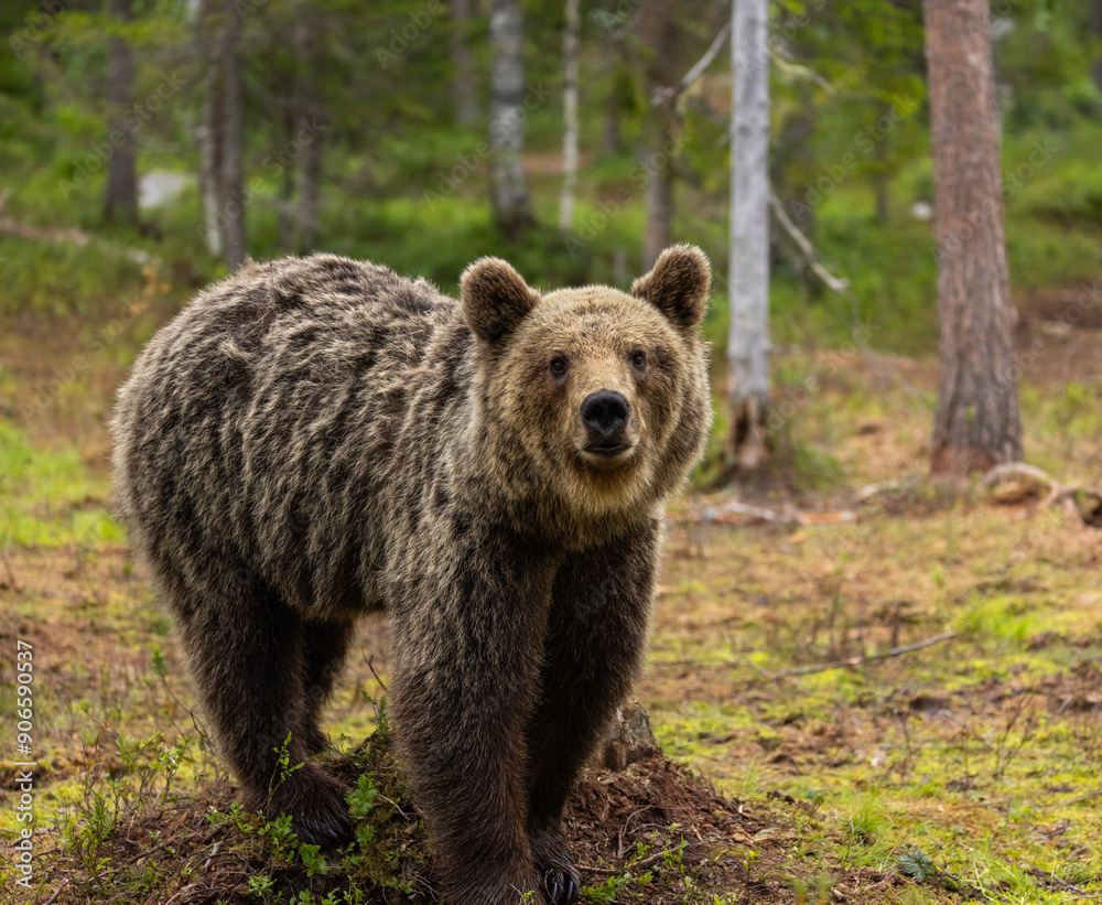 Eurasian brown bear - Ursus arctos arctos Eurasian brown bear - Ursus arctos arctos