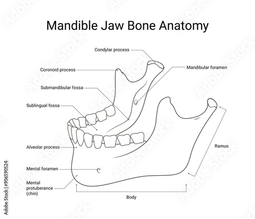Mandible Jaw Bone Anatomy Line Art