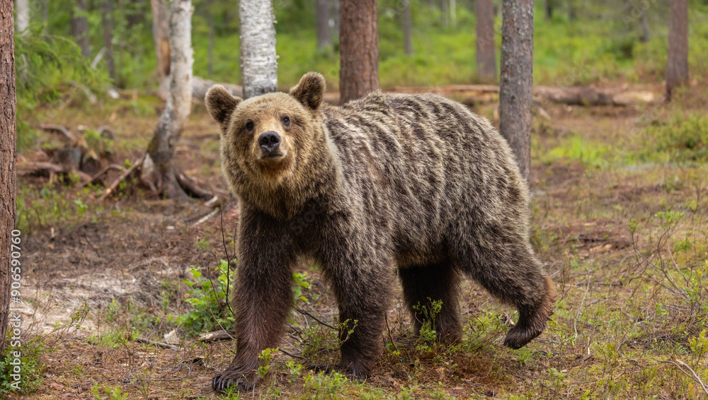 Fototapeta premium Eurasian brown bear - Ursus arctos arctos