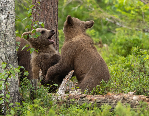 Eurasian brown bear - Ursus arctos arctos photo