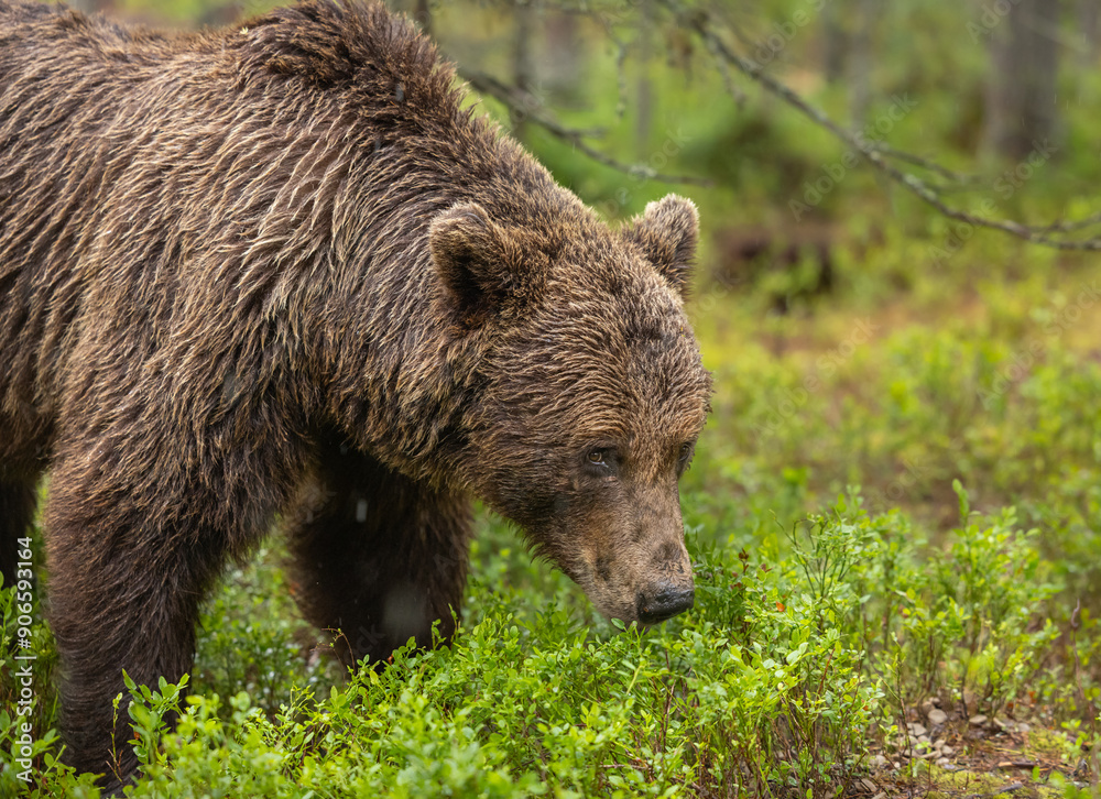 Eurasian brown bear - Ursus arctos arctos Eurasian brown bear - Ursus arctos arctos
