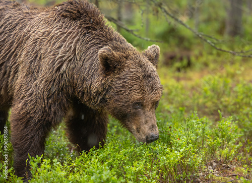 Eurasian brown bear - Ursus arctos arctos photo