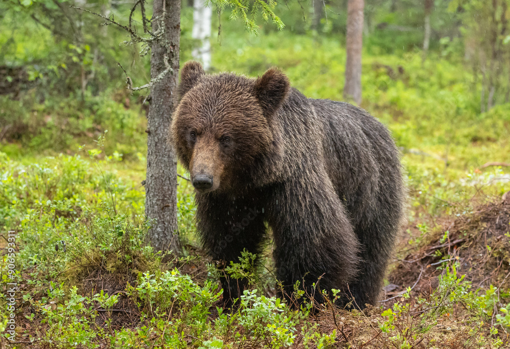 Eurasian brown bear - Ursus arctos arctos Eurasian brown bear - Ursus arctos arctos