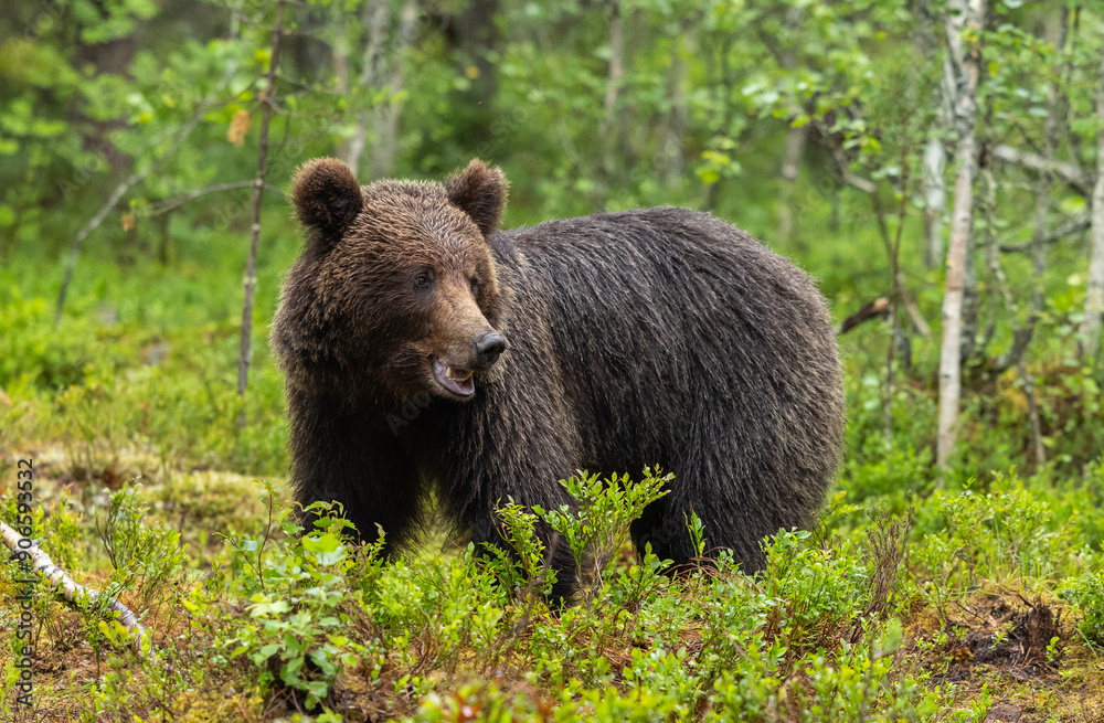 Eurasian brown bear - Ursus arctos arctos Eurasian brown bear - Ursus arctos arctos