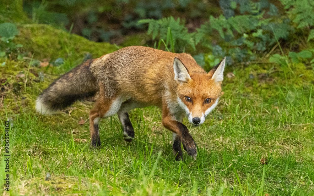 Red fox - Vulpes vulpes Red fox - Vulpes vulpes