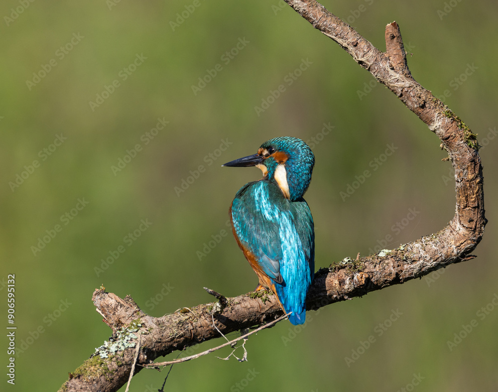 Obraz premium Common kingfisher - Alcedo atthis