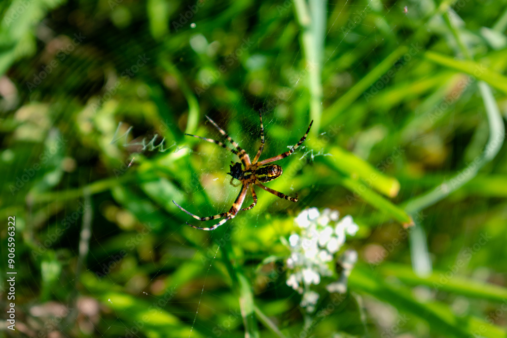 Wasp spider, striped spider of the araneidae family Wasp spider, striped spider of the araneidae family