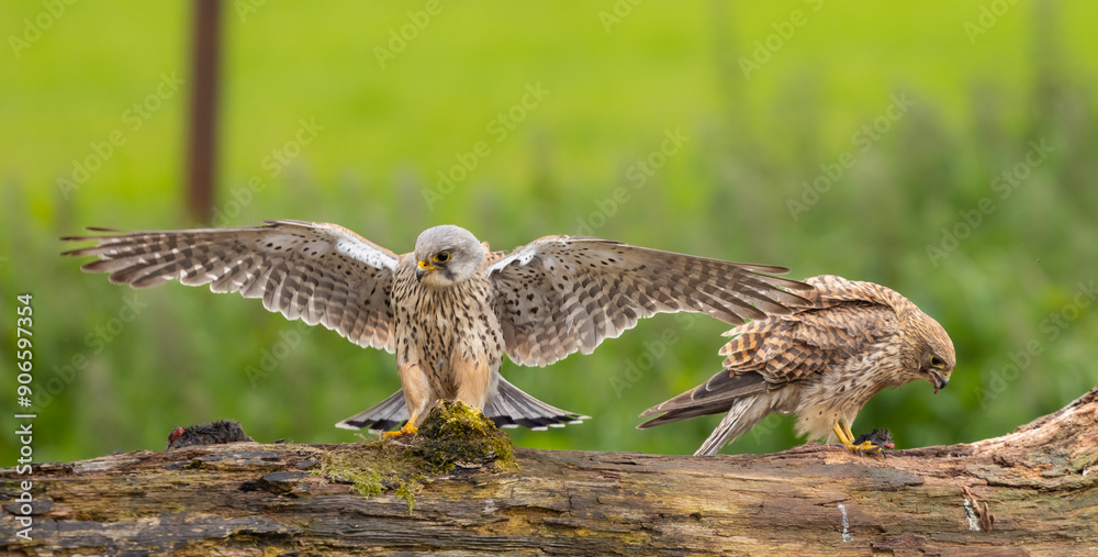 Fototapeta premium Eurasian kestrel - Falco tinnunculus