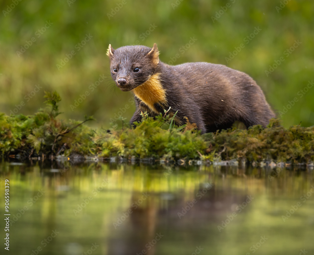 European pine marten - Martes martes European pine marten - Martes martes