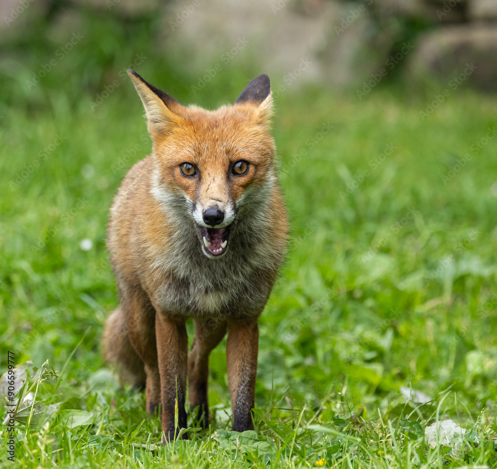 Red fox - vulpes vulpes Red fox - vulpes vulpes