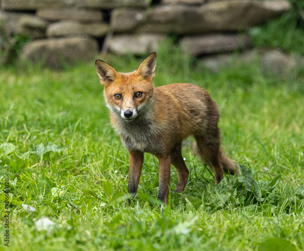 Red fox - vulpes vulpes Red fox - vulpes vulpes