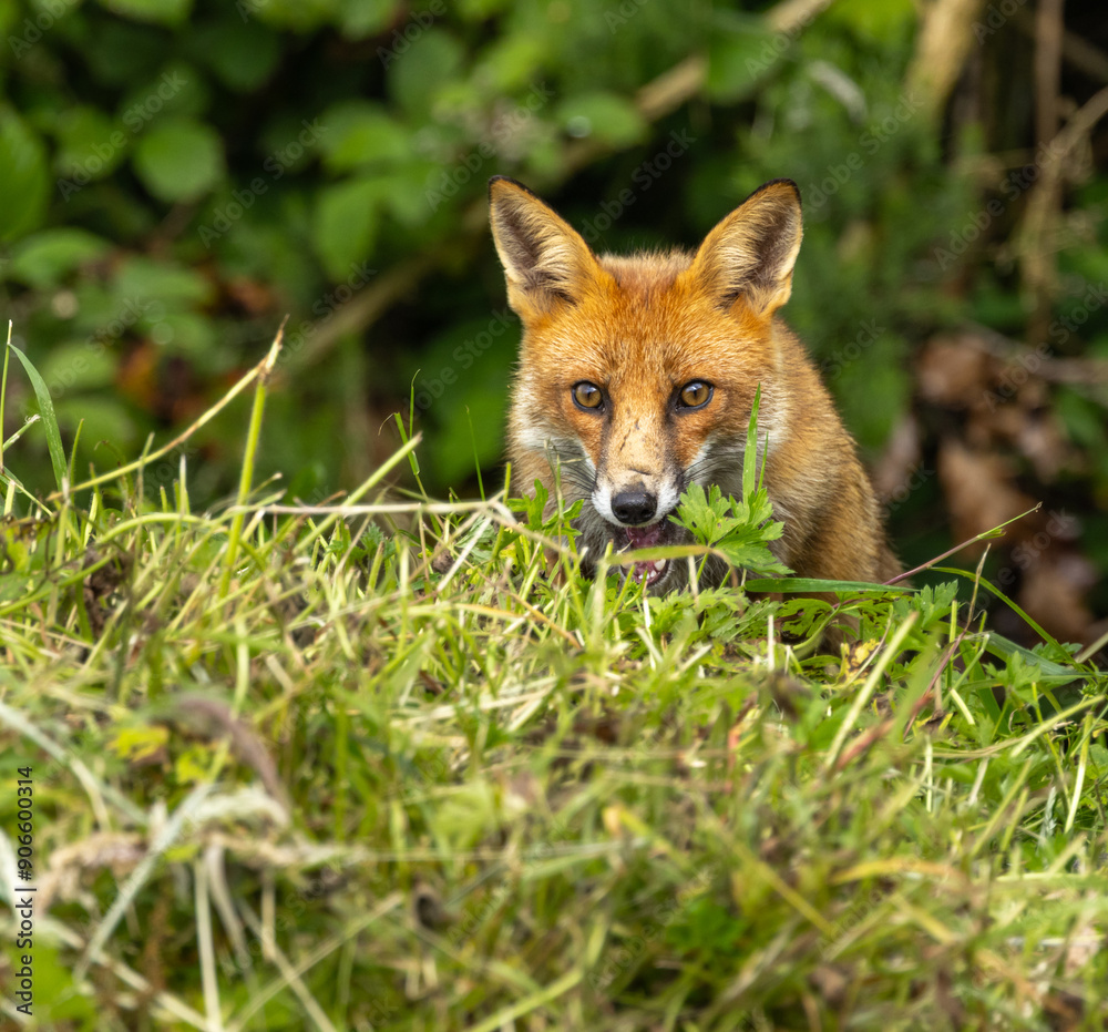 Red fox - vulpes vulpes Red fox - vulpes vulpes