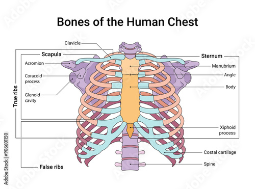 Bones of the Human Chest